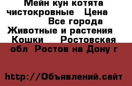 Мейн-кун котята чистокровные › Цена ­ 25 000 - Все города Животные и растения » Кошки   . Ростовская обл.,Ростов-на-Дону г.